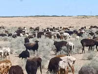 Ram, Sheep — photo 4