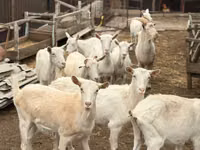 Goat, Saanen goat — photo 3
