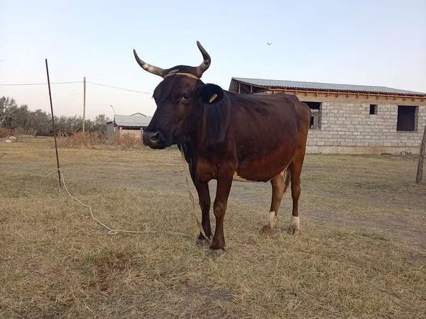 Vache, Swiss cattle — Kirghizstan