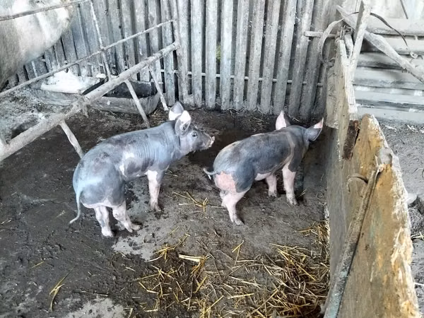 Boar,  — Moldova