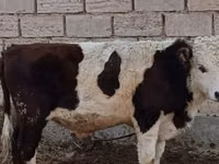 Бух, Simmental cattle — 1 зураг