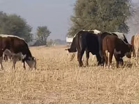 காளை, ஹெரெஃபோர்ட் — புகைப்படம் 2