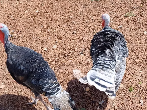 Turkeys — Ghana