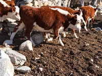 Cattle (batch, sex not specified), Kazakh White-headed cow — photo 6