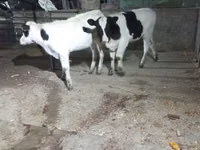 วัวตัวเมีย, Russian Black pied cattle — รูปภาพ 3