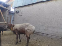 የጎትት አውራ በግ, Arashan sheep — ፎቶ 1