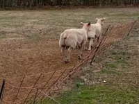 ცხვრები (პარტია, სქესი არ არის მითითებული), Charollais sheep — ფოტო 3