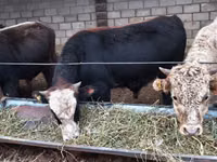 Bull, Alatau breed — photo 1