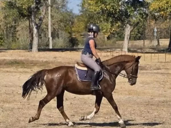 घोड़ी, Hungarian horse breed
