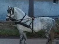 Hengst, Paarden — foto 2