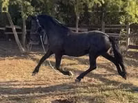 Mare, Friesian — photo 1