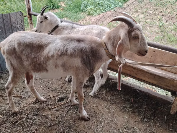 Ged, Nubian Goat — Kasakhstan