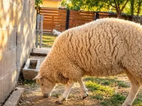 Biri-biri betina, British  Milksheep — foto 2