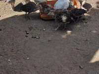 Turkeys — foto 3
