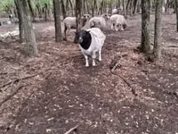 Widder, Dorper sheep — Foto 1