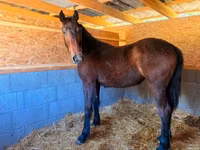 Mare, Nonius horse — photo 2