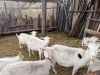 بز ماده, Saanen goat — عکس 1