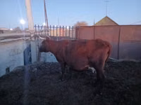 Cow, Latvian Blue cattle — photo 4