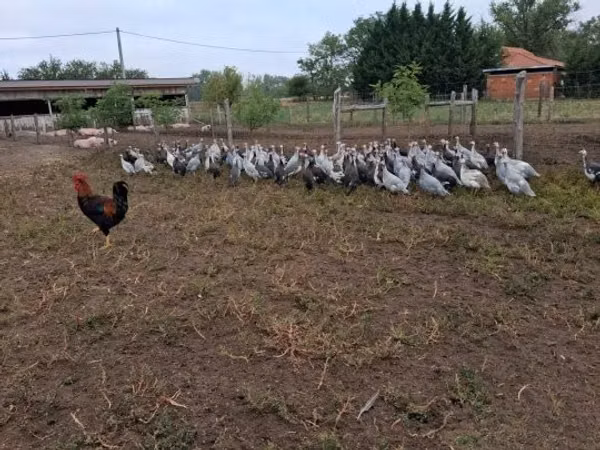 Guinea fowl — Węgry