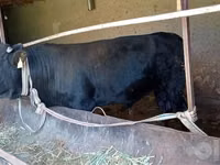 Bull, Aberdeen-Angus — photo 3