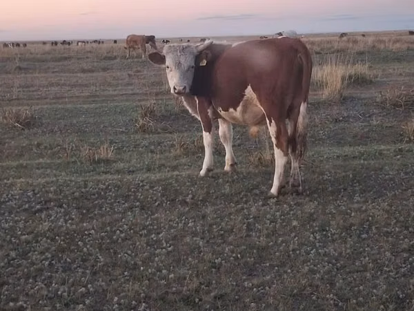 Cow, White-headed Ukrainian — Kazakhstan