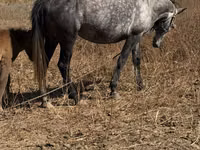 Kuda betina, Horses — foto 4