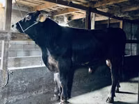Bull, Swiss cattle — photo 3