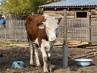 Vache, Latvian Blue cattle — photo 3