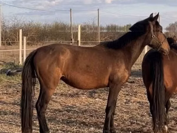Модиён, Nonius horse