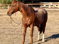 Horse (M), Quarter Horse — photo 3