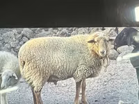 แกะตัวผู้, Dorper sheep — รูปภาพ 1