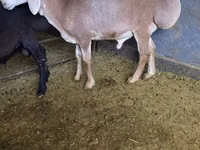 Ram, Edilbay sheep — photo 1