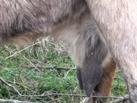 Goat, Goats — photo 2