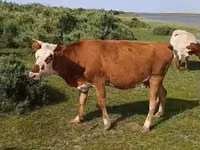 Vache, Latvian Blue cattle — photo 1