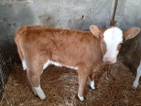सांड, Simmental cattle — फ़ोटो 1