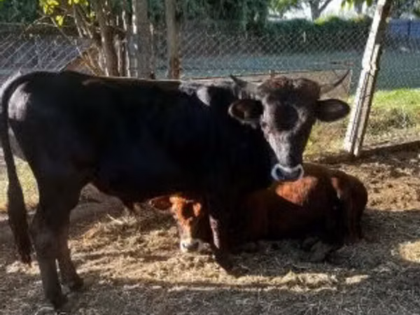Bull, Limousin cow — Hungary