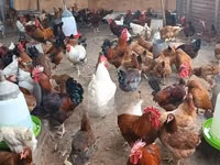 Chickens — sawirka 3