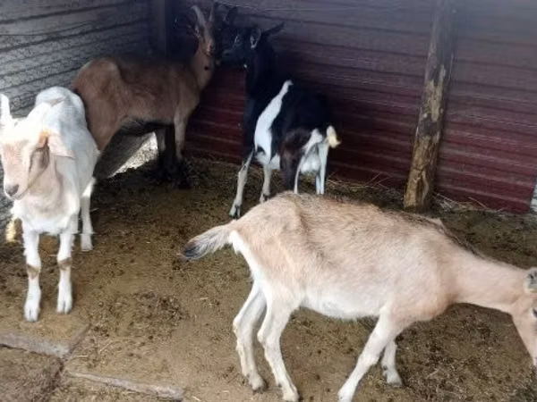 Koza, Kozy — Maďarsko
