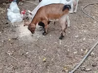 ፍየል, Goats — ፎቶ 3