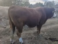 Lembu jantan, Simmental cattle — foto 2