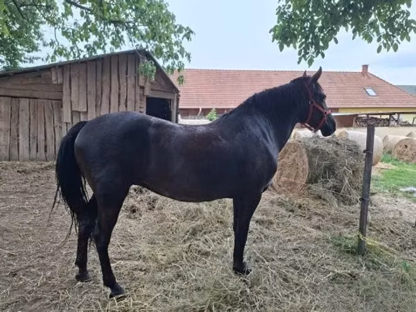 घोड़ी, Hungarian horse breed