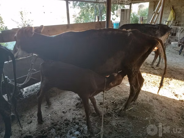 Cow, Cattle — Uzbekistan
