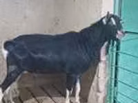ፈረስ, Horses — ፎቶ 4