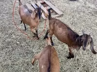 بز ماده, Nubian Goat — عکس 1