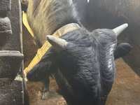 सांड, मवेशी — फ़ोटो 1