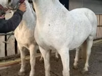 Ngựa cái, Lipizzaner — ảnh 7