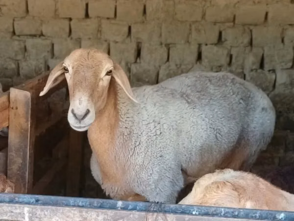 Sheep, Sheep — Uzbekistan