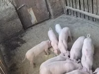 Pigs (batch, sex not specified) — photo 1