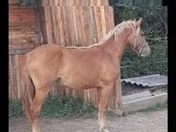 Mare, Haflinger