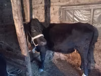 Vaca, Ganado vacuno — foto 3